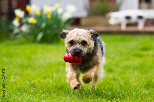 Photo: Border Terrier Running Border Terrier Running