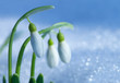 Snowdrops Snowdrops