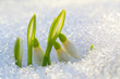 The first snowdrops The first snowdrops