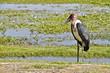 Marabu stork
