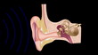 Vidéo : Mechanism of hearing Mechanism of hearing