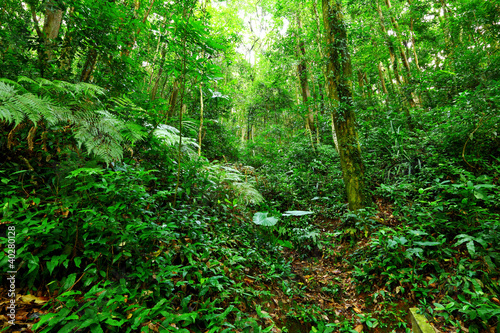 Photo: Tropical Rainforest Landscape Tropical Rainforest Landscape