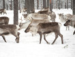 reindeer