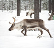reindeer