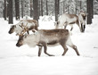reindeer