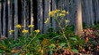 Wild flowers in birch forest