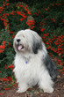 Polish Lowland Sheepdog