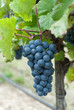 blue grapes