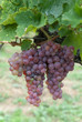 red grapes