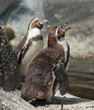 humboldt penguin