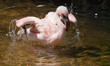 bathing flamingo