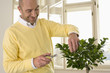 Mature man pruning potted plant with scissors