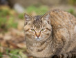 カメラ目線の猫