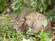 Cat Looking At Camera