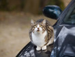 Look up cat