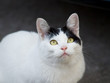Look up cat