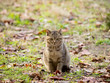 Cat Looking At Camera