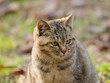 Cat sitting