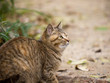 Cat sitting