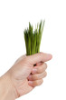 Green grass