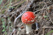 Photo en ligne au meilleur prix Champignon amanite tue mouche