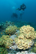 scuba divers over coral reef