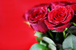 Detaily fotografie red roses