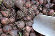 cipolle