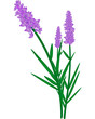 Lavanda
