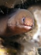 Photo: Pale Chin Moray Eel - Gymnothorax herrei Pale Chin Moray Eel - Gymnothorax herrei