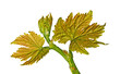 Vine