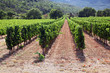 Neat Rows of Vine Neat Rows of Vine