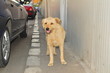 streunender Hund