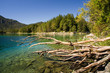 Baum Stumpf tot morsch Stamm Baumstamm