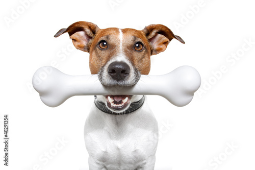 Photo: dog with a white bone dog with a white bone