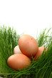 easter eggs in the green grass