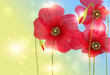 red poppies