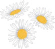 chamomile flower isolated on white photo-realistic