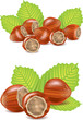 hazelnut isolated on white photo-realistic illustration