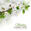 Spring flowers design border background