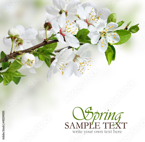 Photo: Spring flowers design border background Spring flowers design border background