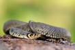 Ringelnatter (Natrix natrix)