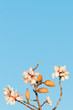 Mandelvollblüteblüte in der Wachau.