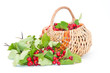 Photo: Hawthorn in a basket Hawthorn in a basket