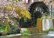 Frühling an der Brüggener Mühle am Niederrhein