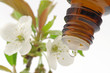 tropfen mit kirschblüten