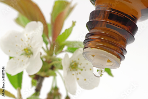 Photo: tropfen mit kirschblüten tropfen mit kirschblüten