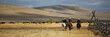 Cattledrive