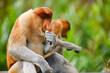 Proboscis monkeys