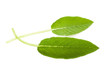 Sage
